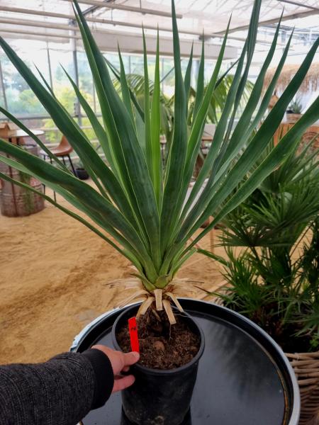Yucca-recurvifolia-Nr2 Yucca-recurvifolia-Nr2