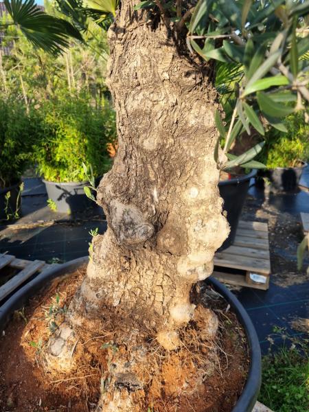 Olivenbaum 220cm -  (70/80 Jährig) genau diesen Olivenbaum kaufen Nr.44