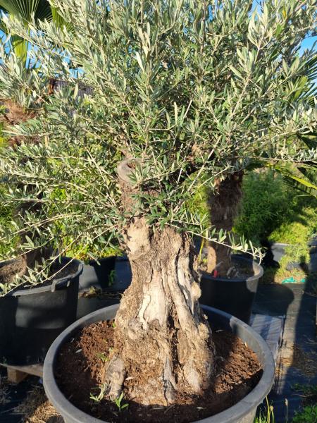 Olivenbaum 200cm -  (70/80 Jährig) genau diesen Olivenbaum kaufen Nr.47