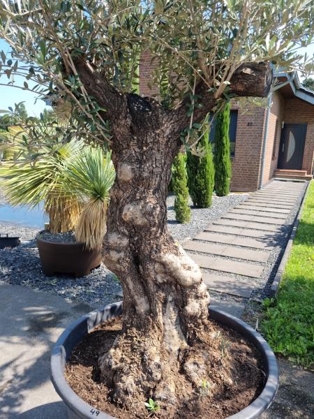 Olivenbaum 240cm -  (70/80 Jährig) genau diesen Olivenbaum kaufen Nr.49