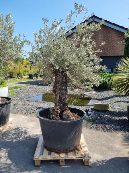 Olivenbaum 200cm -  (70/80 Jährig) genau diesen Olivenbaum kaufen Nr.51