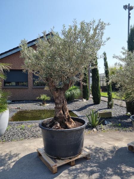 Olivenbaum 230cm -  (70/80 Jährig) genau diesen Olivenbaum kaufen Nr.52