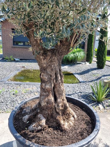 Olivenbaum 230cm -  (70/80 Jährig) genau diesen Olivenbaum kaufen Nr.52
