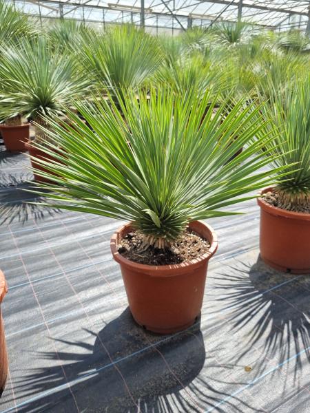 Yucca-Rostrata-21