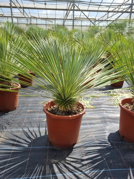 Yucca-Rostrata-24