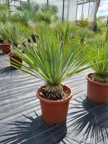 Yucca-Rostrata-31