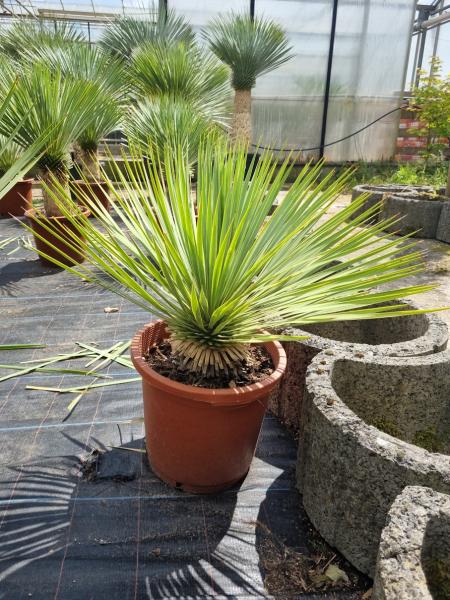 Yucca-Rostrata-34