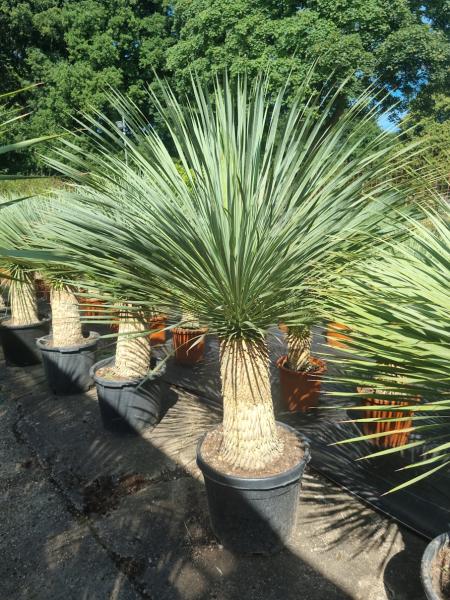 Yucca-Rostrata-37
