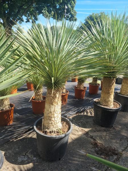 Yucca-Rostrata-38