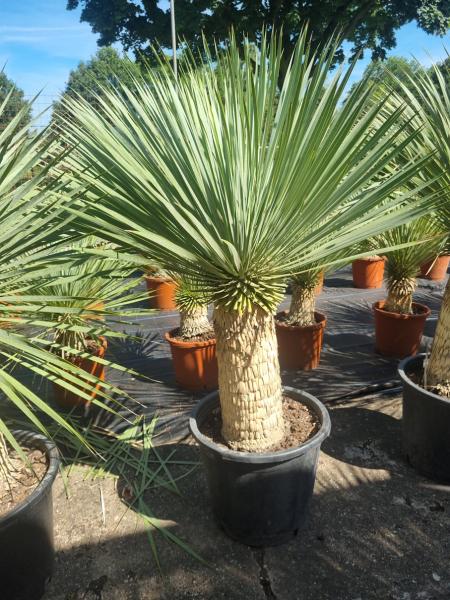 Yucca-Rostrata-39