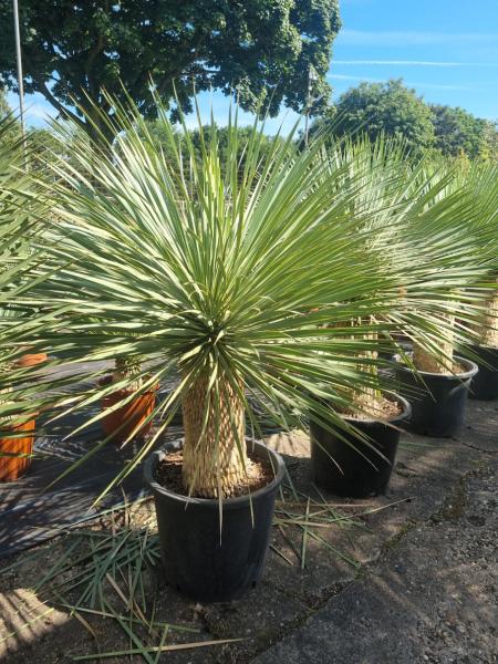Yucca-Rostrata-41