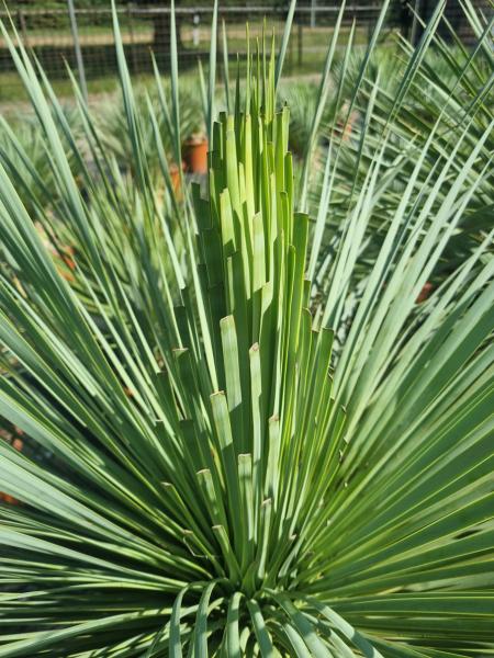 www.plantaplaza.de nrw