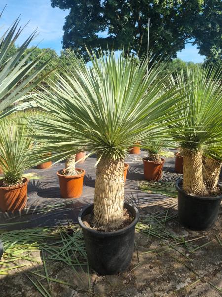 Yucca-Rostrata-45