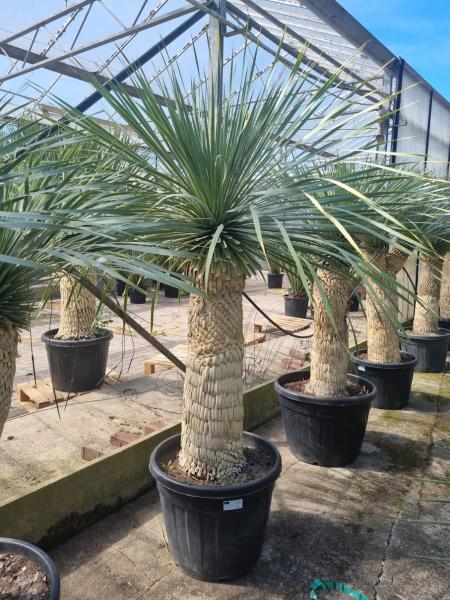 Yucca-Rostrata-49