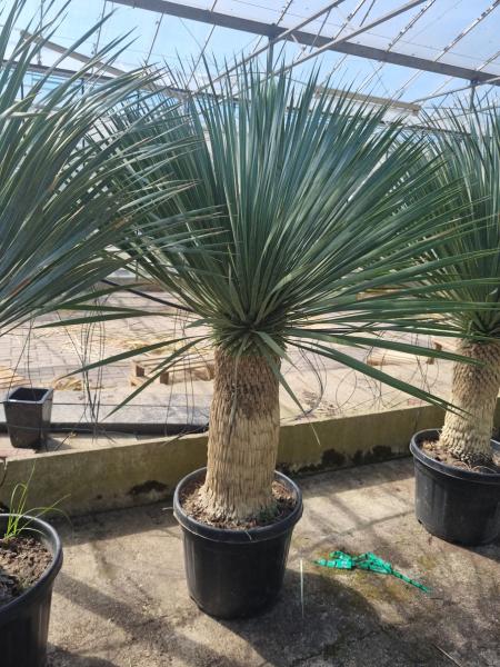 Yucca-Rostrata-51