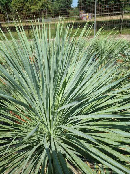 www.plantaplaza.de nrw