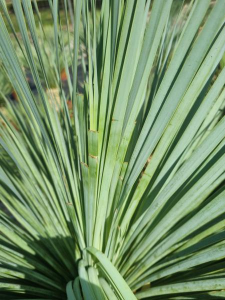 Yucca Rostrata 155 cm - genau diesen im Bild - Nr.38