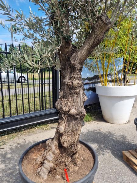 Olivenbaum 230cm - (70/80 Jährig) genau diesen Olivenbaum kaufen Nr.72 Olivenbaum 230cm - (70/80 Jährig) genau diesen Olivenbaum kaufen Nr.72