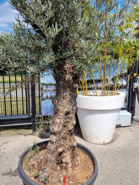 Olivenbaum 220cm - (70/80 Jährig) genau diesen Olivenbaum kaufen Nr.73 Olivenbaum 220cm - (70/80 Jährig) genau diesen Olivenbaum kaufen Nr.73