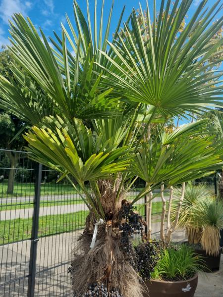 Winterharte Hanfpalme Trachycarpus 230cm ↑ genau diesen im Bild ↑ Wagnerianus Nr.229