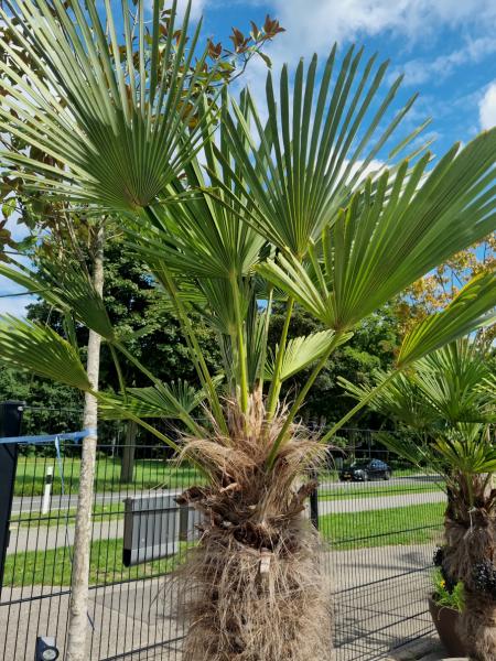 Winterharte Hanfpalme Trachycarpus 230cm ↑ genau diesen im Bild ↑ Wagnerianus Nr.230