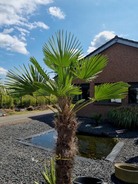 Winterharte Hanfpalme Trachycarpus 210 cm ↑ genau diesen im Bild ↑ Wagnerianus Nr.231