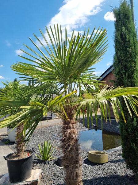 Winterharte Hanfpalme Trachycarpus Fortunei 220 cm - genau diesen - Nr.232