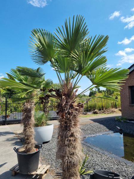 Winterharte Hanfpalme Trachycarpus 230cm ↑ genau diesen im Bild ↑ Wagnerianus Nr.233 Winterharte Hanfpalme Trachycarpus 230cm ↑ genau diesen im Bild ↑ Wagnerianus Nr.233