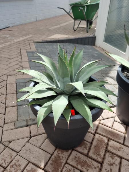 Winterharte-Agave-Parryi-Nr-1