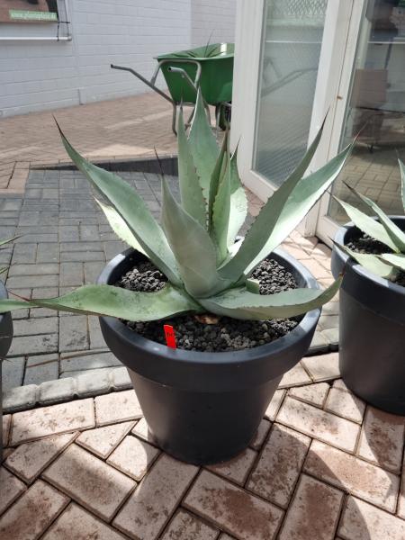Agave havardiana 'Big Bend Giant' Nr.2 Agave havardiana 'Big Bend Giant' Nr.2