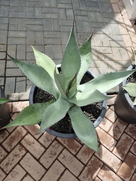 Winterharte XXL Agave havardiana 'Big Bend Giant' ↑ genau die Agave im Bild ↑ Nr.2 Winterharte XXL Agave havardiana 'Big Bend Giant' ↑ genau die Agave im Bild ↑ Nr.2