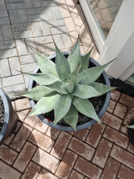 Winterharte XXL Agave Neomexicana ↑ genau die Agave im Bild ↑  Nr3