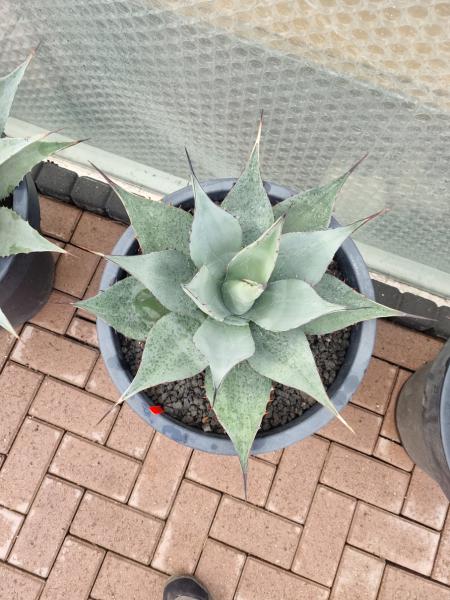 Winterharte XXL Agave havardiana  ↑ genau die Agave im Bild ↑  Nr5