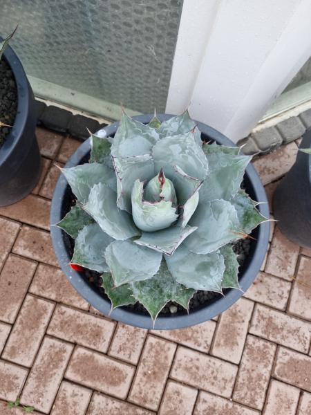 Winterharte XXL Agave parrasana  ↑ genau die Agave im Bild ↑  Nr7