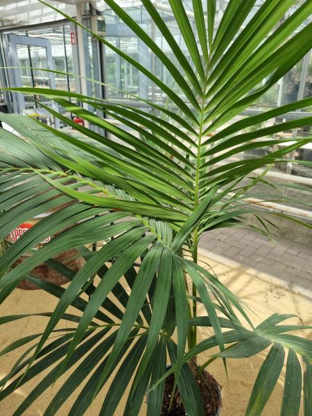 Zimmerpalme Kentia Howea forsteriana Palme 150 cm - Nr.3