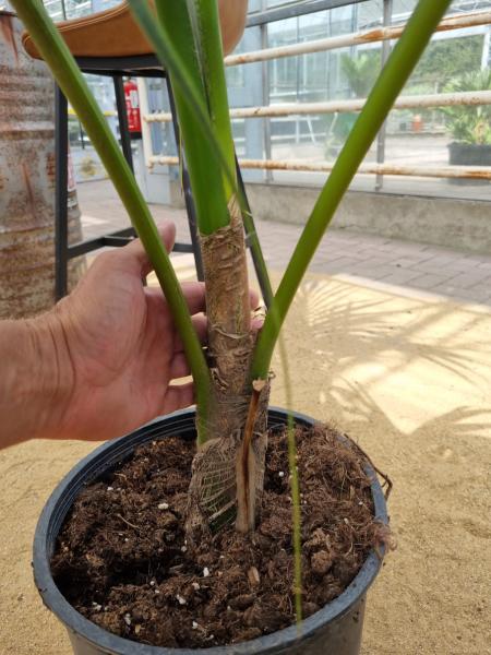 Zimmerpalme Kentia Howea forsteriana Palme 150 cm - Nr.3