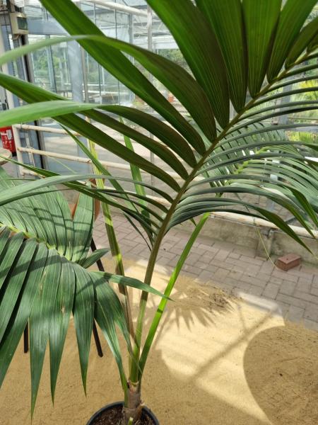 Zimmerpalme Kentia Howea forsteriana Palme 160 cm - Nr.4