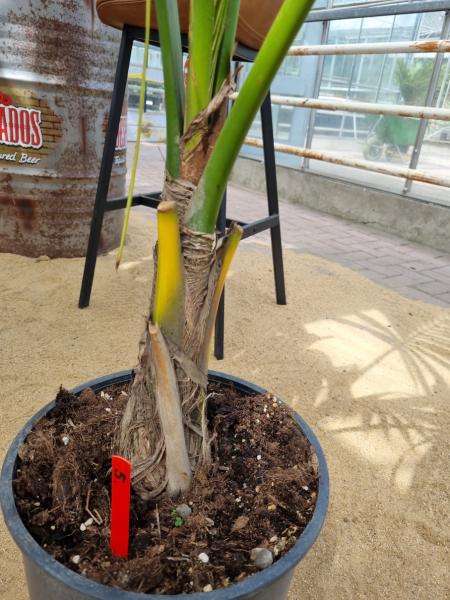 Zimmerpalme Kentia Howea forsteriana Palme 150 cm - Nr.5