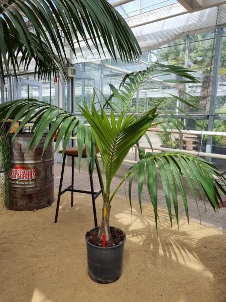 Zimmerpalme-kentia-howea-Nr5