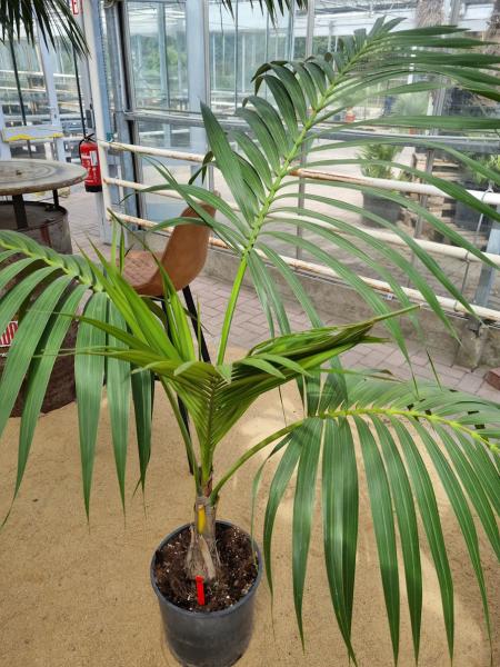 Zimmerpalme Kentia Howea forsteriana Palme 150 cm - Nr.5