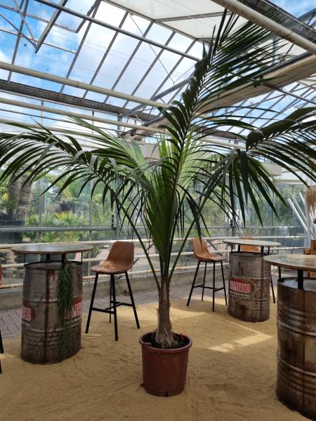 Zimmerpalme-kentia-howea-Nr7