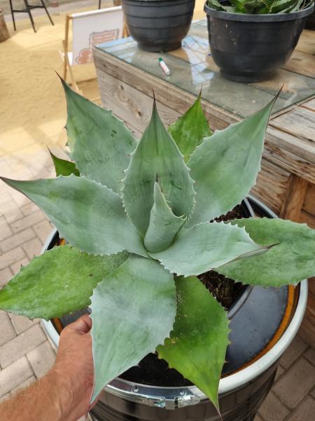 Winterharte-Agave-parvidentata -Nr-6