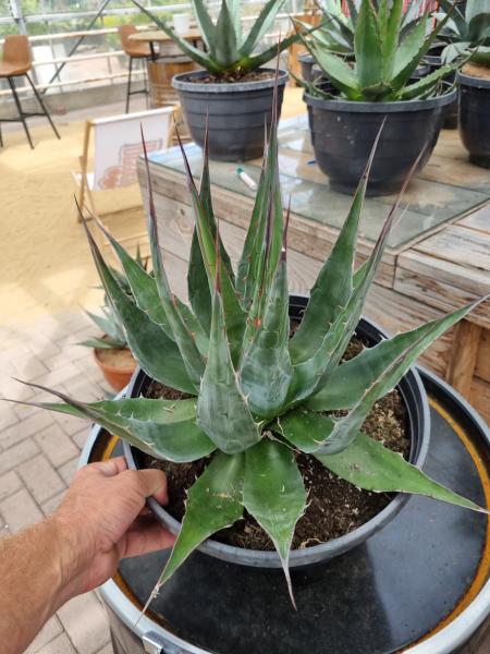 Winterharte-Agave-Montana-Nr-7 Winterharte-Agave-Montana-Nr-7