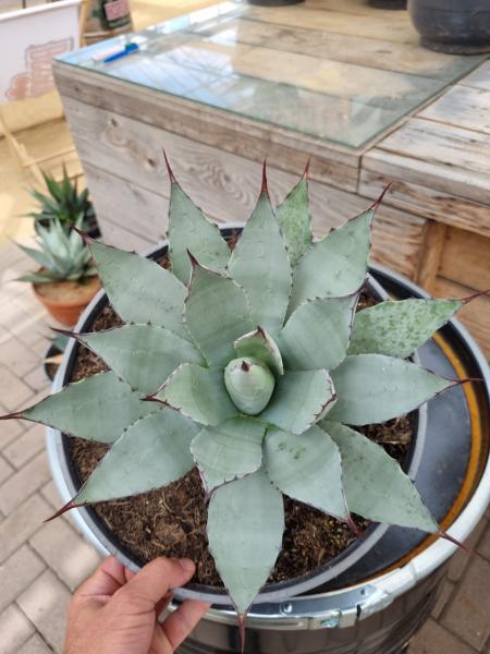 Winterharte-Agave-parryi-var-parryi-Nr-14 Winterharte-Agave-parryi-var-parryi-Nr-14