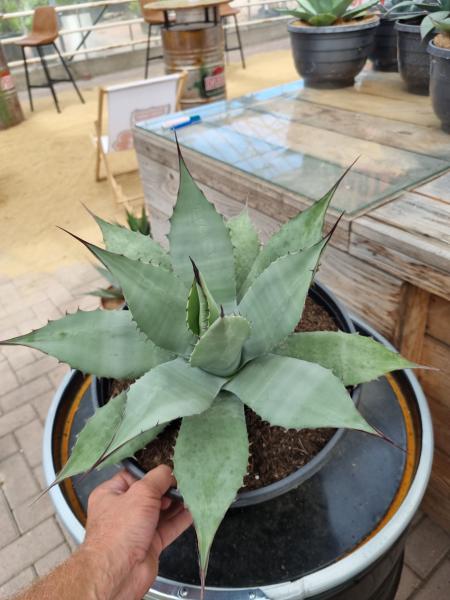Winterharte-Agave-Neomexicana-Nr-21 Winterharte-Agave-Neomexicana-Nr-21