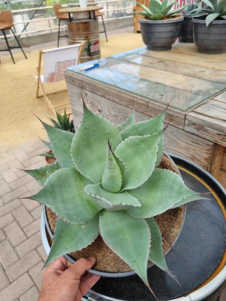 Winterharte-Agave-ovatifolia-Nr-22 Winterharte-Agave-ovatifolia-Nr-22