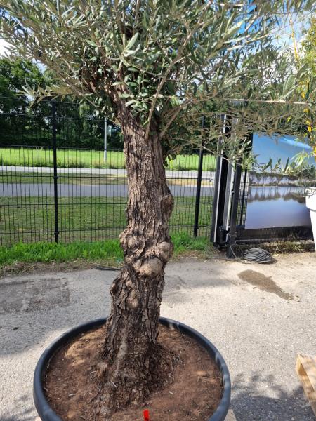 Olivenbaum 230cm - (70/80 Jährig) genau diesen Olivenbaum kaufen Nr.80 Olivenbaum 230cm - (70/80 Jährig) genau diesen Olivenbaum kaufen Nr.80