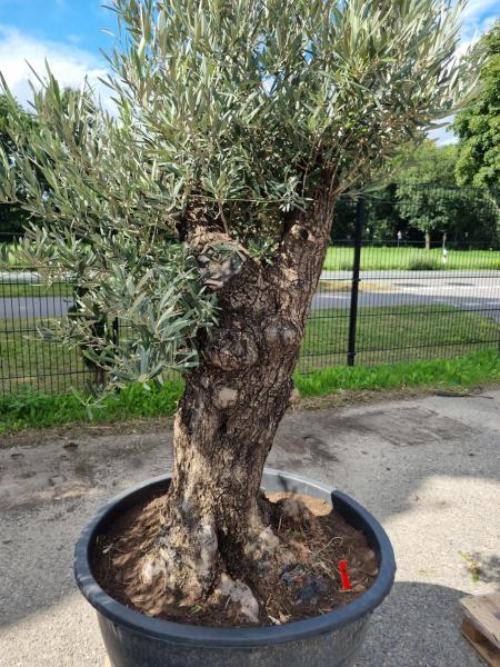 Olivenbaum 210cm -  (70/80 Jährig) genau diesen Olivenbaum kaufen Nr.82