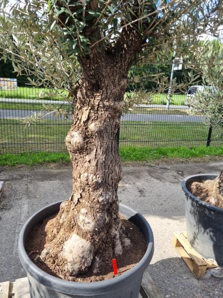 Olivenbaum 210cm -  (70/80 Jährig) genau diesen Olivenbaum kaufen Nr.83
