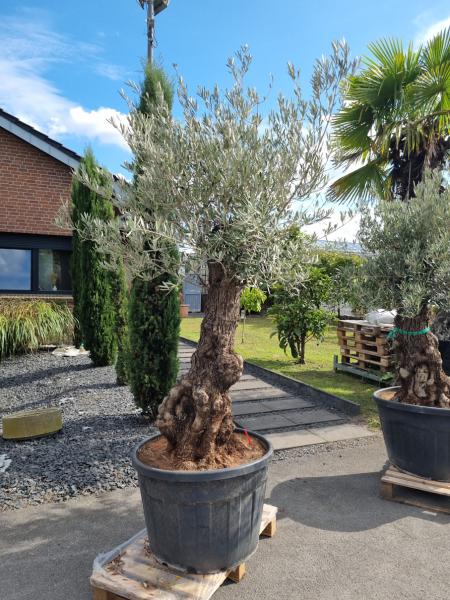 Olivenbaum 240cm -  (70/80 Jährig) genau diesen Olivenbaum kaufen Nr.84